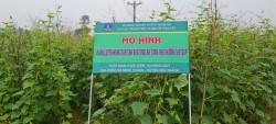 Hiệu quả từ mô hình trồng dưa chuột vụ Đông tại huyện Yên Thành