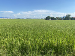 Ruộng lúa bị nhiễm lúa cỏ tại xã Nghi Diên, huyện Nghi Lộc, tỉnh Nghệ An
