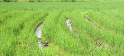 Khó khăn tồn tại trong sản xuất lúa Hè thu và giải pháp
