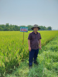 Ngộ độc trên lúa Hè thu 2023 và giải pháp khắc phục