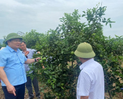 Lãnh đạo UBND tỉnh, Sở Nông nghiệp và PTNT, UBND huyện Yên Thành kiểm tra kết quả thực hiện mô hình phòng chống suy thoái trên cây cam tại huyện Yên Thành