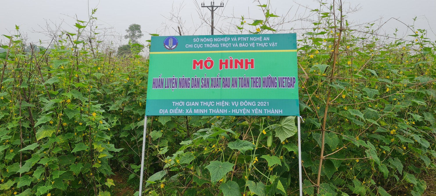 Hiệu quả từ mô hình trồng dưa chuột vụ Đông tại huyện Yên Thành