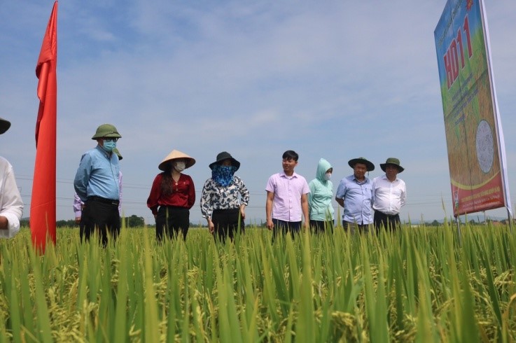 Lãnh đạo cục Trồng trọt- Bộ NN&PTNT kiểm tra sản xuất lúa tại Yên Thành