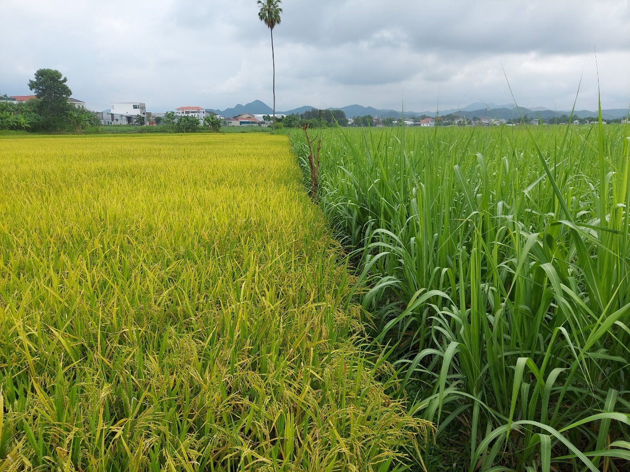 Chuyển đổi cơ cấu cây trồng trên đất trồng lúa, kết quả và đề xuất giải pháp