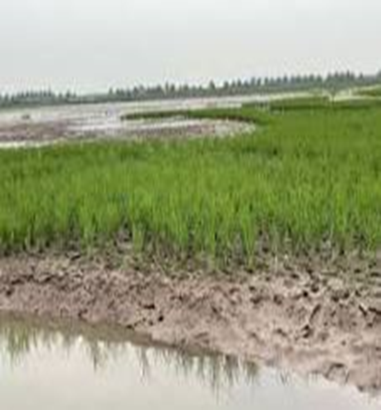 Kỳ vọng cho đất sâu trũng thường xuyên ngập lụt cuối sông Lam!