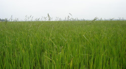 Cỏ hòa bản gây hại  trên ruộng lúa