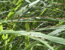 Châu chấu tre lưng vàng- đối tượng dịch hại nguy hiểm trong sản xuất nông, lâm nghiệp