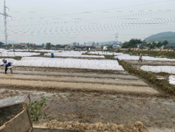 Kiểm tra sản xuất trồng trọt tại các địa phương
