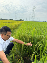 Đô Lương được mùa riêng trong sản xuất lúa                nhờ cơ cấu chủ lực bằng giống lúa thuần chất lượng cao làm chủ đạo.
