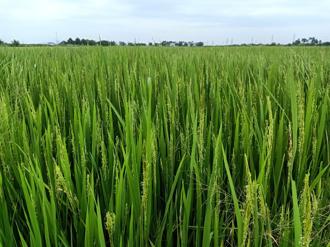 Để canh tác lúa bền vững theo hướng tuần hoàn trong nông nghiệp
