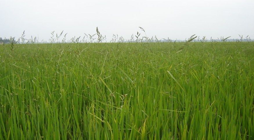 Cỏ hòa bản gây hại  trên ruộng lúa